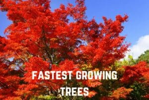fastest-growing-trees