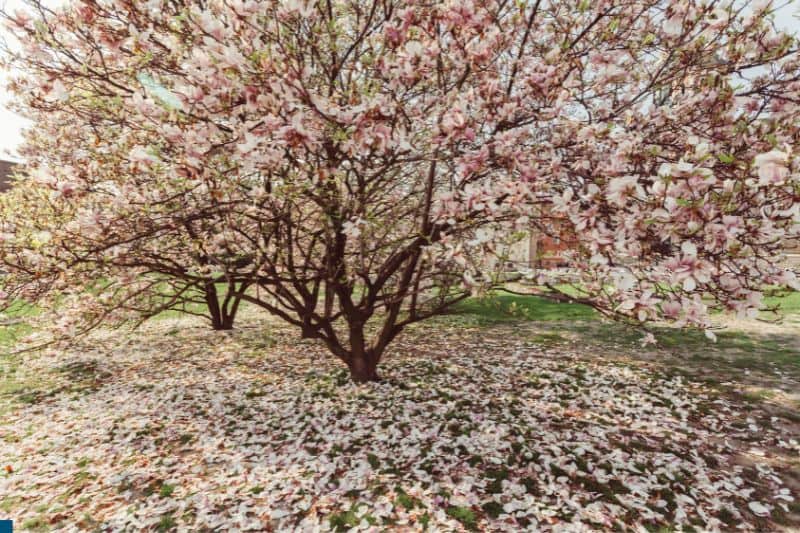 large-magnolia-tree