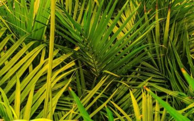 Spider Mites in Majesty Palm: What To Do?