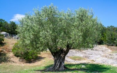 Are Tea Olive Tree Roots Invasive?