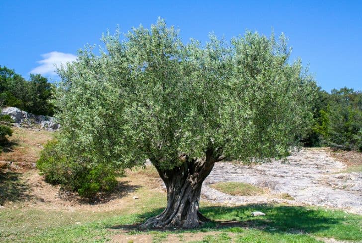 olive-trees