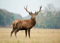 Are Deers Endangered? (And Why?)