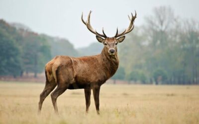 Are Deers Endangered? (And Why?)