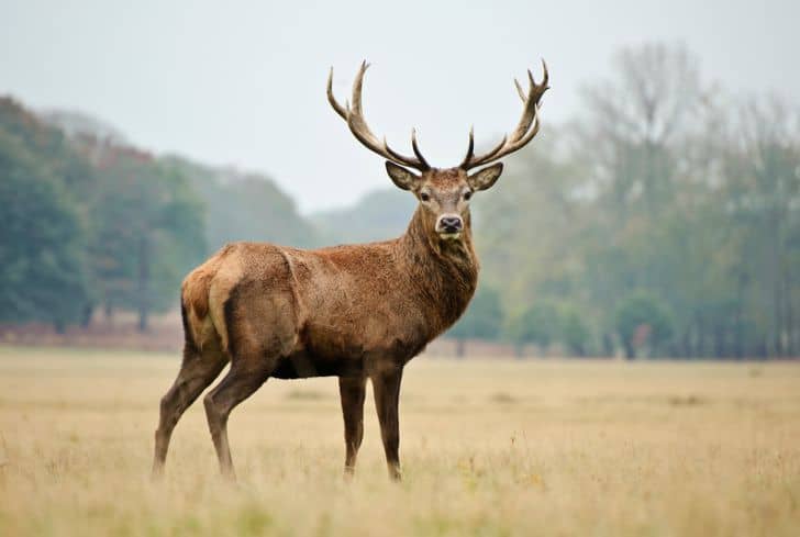 red-deer-stag