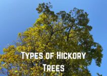 13 Different Types of Hickory Trees