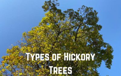 13 Different Types of Hickory Trees