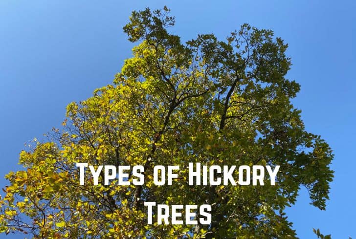 types-of-hickory-trees