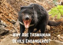 Why Are Tasmanian Devils Endangered?