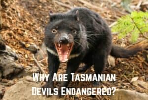 why-are-tasmanian-devils-endangered