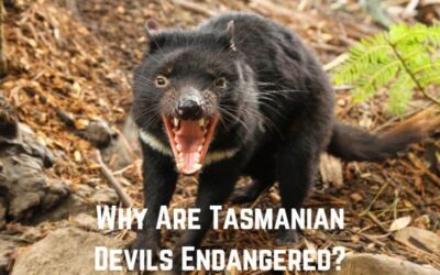 Why Are Tasmanian Devils Endangered?