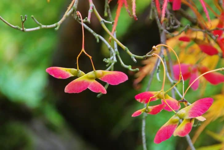 Acer-Palmatum