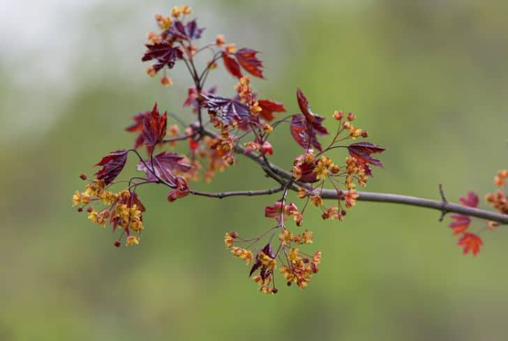 Acer-Platanoides