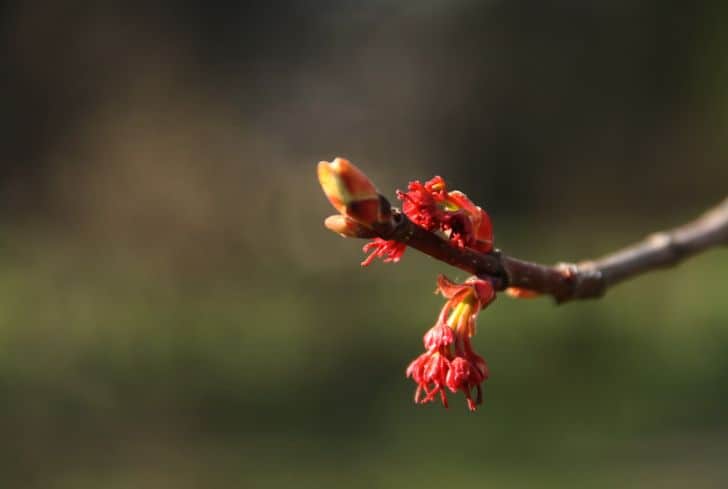 Acer-Rubrum