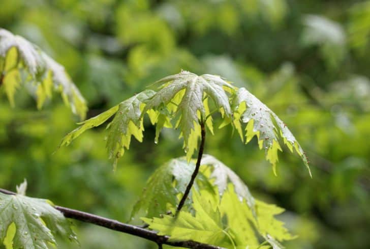 Acer-Saccharinum