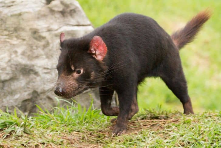 Tasmanian-devils