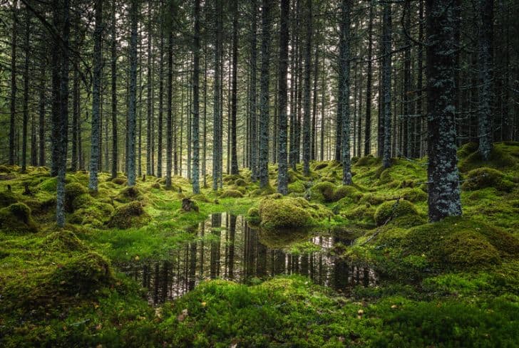 boreal-forest-floor