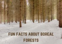 15+ Fun Facts About Boreal Forests