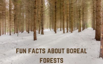 15+ Fun Facts About Boreal Forests