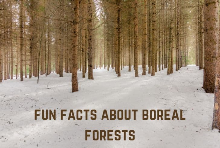boreal-forests-facts
