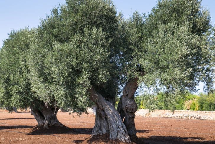 dense-olive-trees