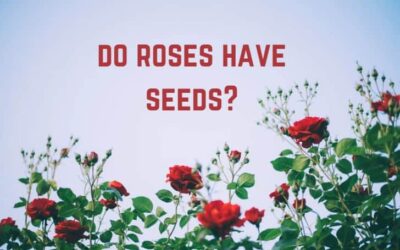 Do Roses Have Seeds? (Yes…)