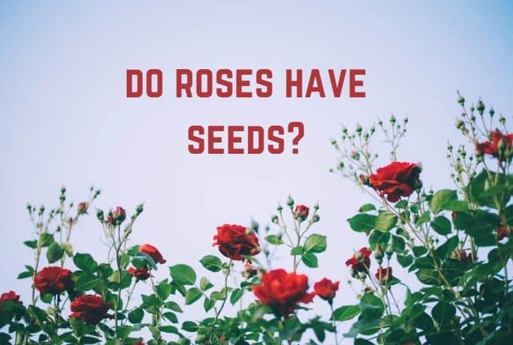 do-roses-have-seeds