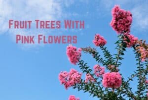 fruit-trees-with-pink-flowers