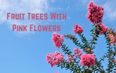 13 Amazing Fruit Trees With Pink Flowers (+Pics)