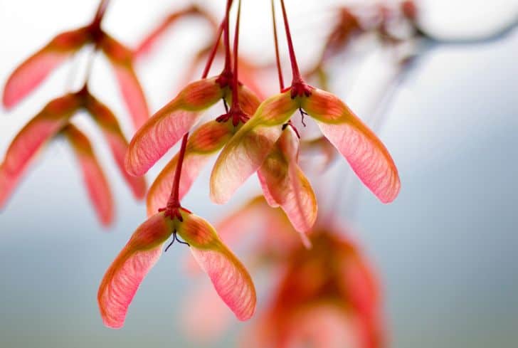 maple tree fruit