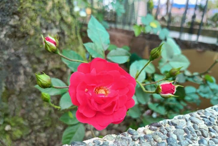 rose-plant-in-garden