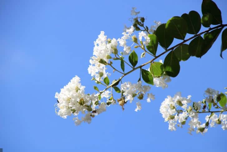 Crape-Myrtle