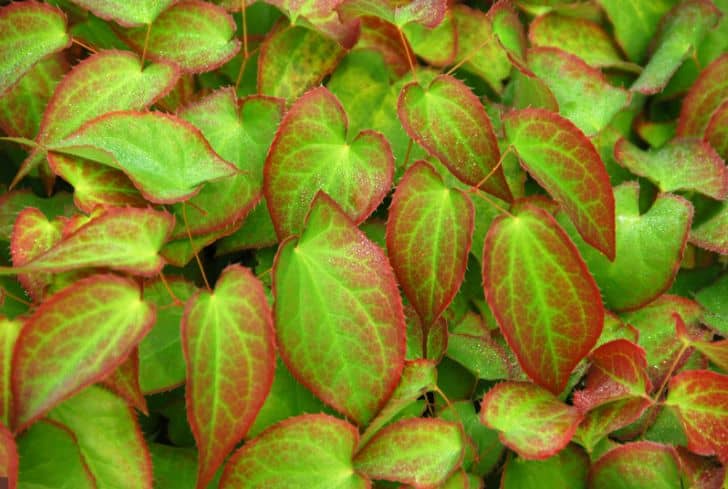 Epimedium-sempervirens