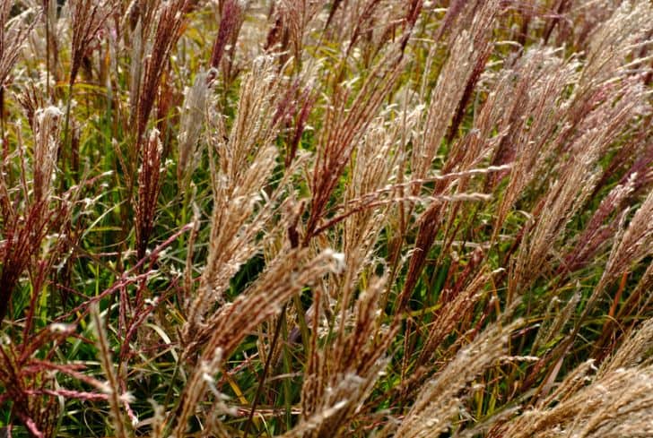 Miscanthus-sinensis