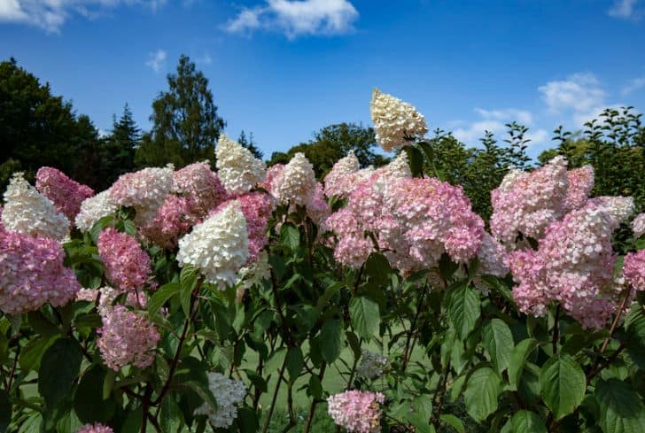 Panicle-Hydrangea-Quick-Fire