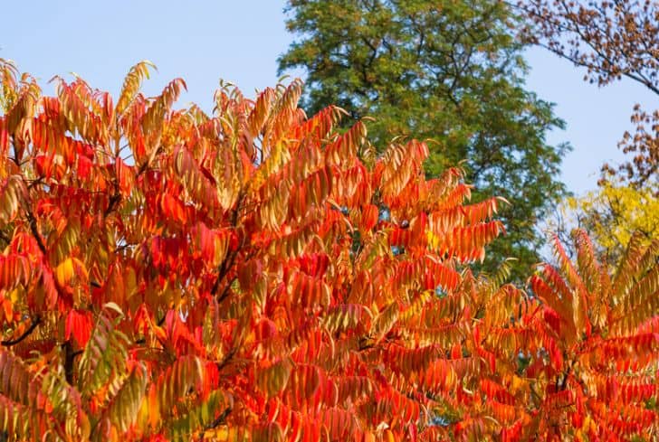 Rhus-typhina