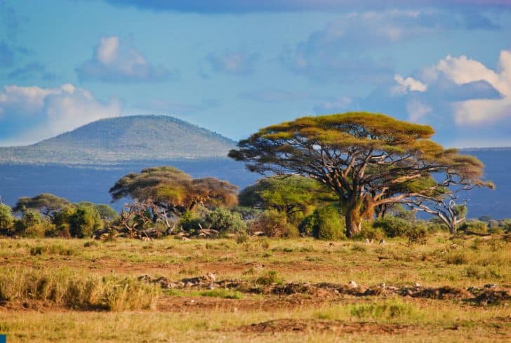 Savanna-landscape