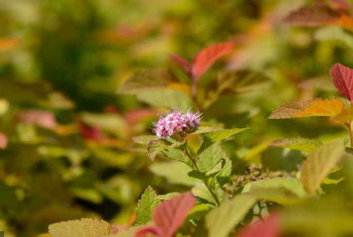 Spiraea-Double-Play-Big-Bang