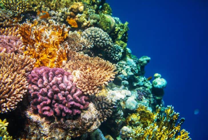 beautiful-coral-reefs
