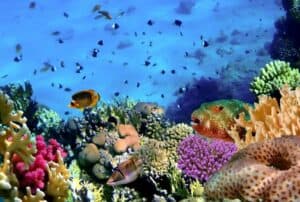 colorful-coral-reefs