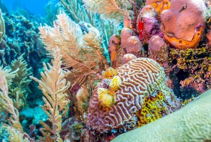 coral-reefs-deep-in-ocean