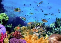 Do Coral Reefs Produce Oxygen? (Find Out)