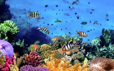 Do Coral Reefs Produce Oxygen? (Find Out)