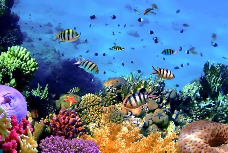 coral-reefs-under-sea-water