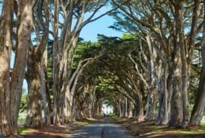 cypress-tree-tunnel