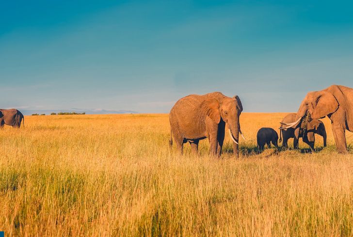elephants-on-grasslands