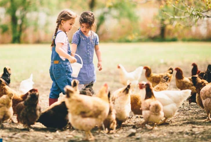 kids-feeding-chickens