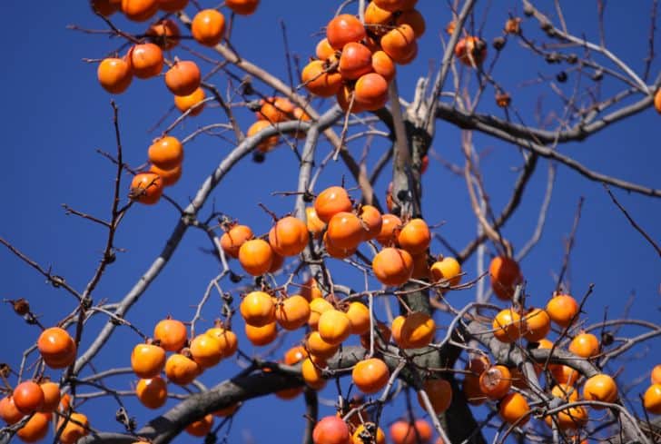 persimmon-tree