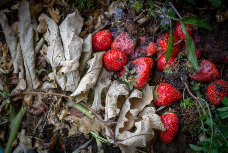 wet-compost-material-including-strawberry