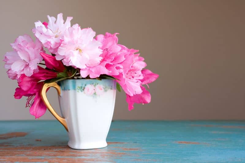 Azaleas-in-flower-pot