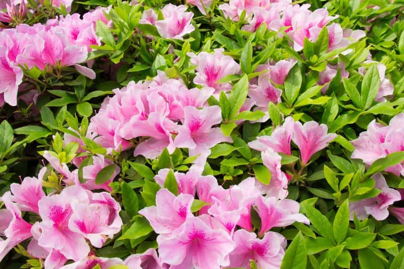 Azaleas-in-garden